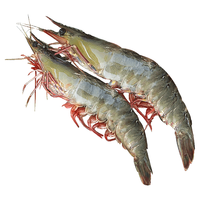  海赋 源头直发 白虾