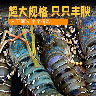  时寐 大花龙虾
