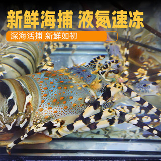  时寐 大花龙虾