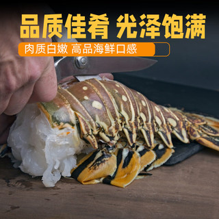  时寐 大花龙虾