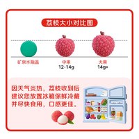  Mr.Seafood/京鲜生 源头直发 桂味荔枝