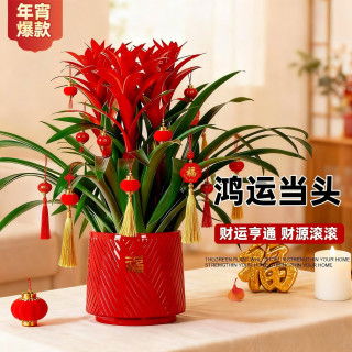 带花盆栽年宵花卉绿植客厅桌面旺宅真花四季好养绿植物