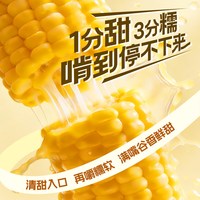  北纬47° 3小时锁鲜 黄甜糯玉米