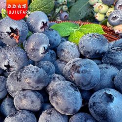 玖玖农场 云南蓝莓 22mm+ 2盒