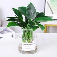 花耀飞 好养活 水培植物
