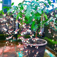  牵挂 垂丝茉莉花盆栽