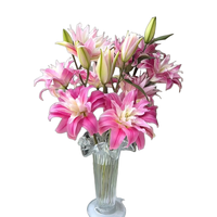  花间町 云南基地直发 百合花