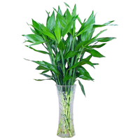  沭之美 水培 富贵竹 大号富贵竹80-90cm高10支