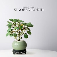  子乐湾 四季好养 小盼菩提盆栽