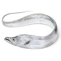  BOWO 野生海钓带鱼