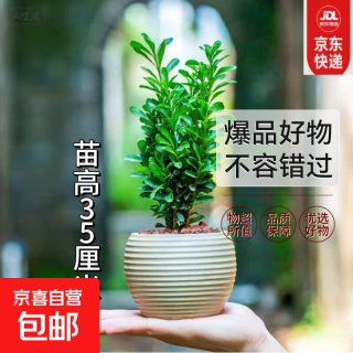 京喜 黄杨盆景耐寒办公室内盆栽四季常青好养客厅花卉庭院树苗桌面绿植 黄杨盆栽：35厘米高一颗