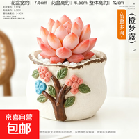 移动端、京东百亿补贴：多肉小盆栽 橙梦露+D112盆（送铺面石+肥料+土）