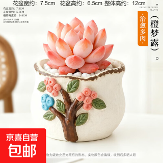 移动端、京东百亿补贴：多肉小盆栽 橙梦露+D112盆（送铺面石+肥料+土）