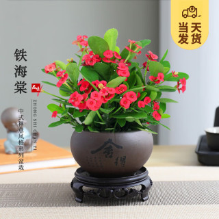 开时果 铁海棠盆栽 虎刺梅 绿植 舍得紫砂盆 圆底托