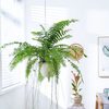  花叶春 垂吊盆悬挂式 蕨类植物盆栽