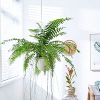  花叶春 垂吊盆悬挂式 蕨类植物盆栽