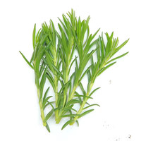  花无痕 四季开花 太阳花苗