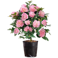  景郁春 带花苞 山茶花绿植