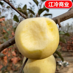 京地达 源头直发 奶油富士苹果 严选4.5斤80mm+