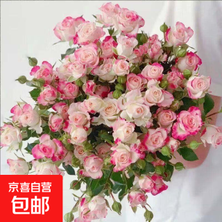 京喜 泡泡多头玫瑰 5枝