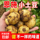 京喜加 恩施 富硒小土豆 2斤 鸡蛋大小