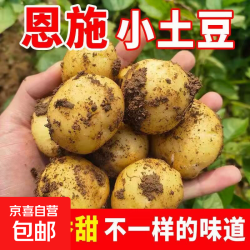 京喜加 恩施 富硒小土豆 2斤 鸡蛋大小