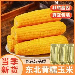刘老杆 新鲜软糯 黄糯玉米