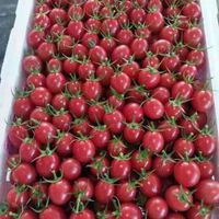  OLOEY 新鲜现摘 千禧圣女果