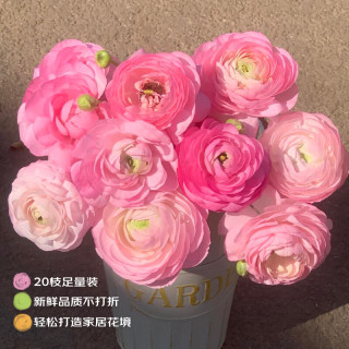 洋牡丹20枝（17支+3支放损耗）随机色