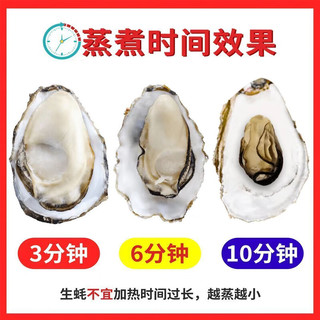  百鲜洽 鲜活 生蚝