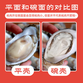  百鲜洽 鲜活 生蚝
