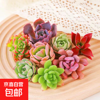 京喜 虹之玉 彩色系列 红色精品多肉 随机5颗