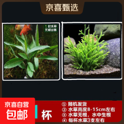 鱼缸懒人水草植物淡水有茎草缸造景水族箱中后景水族套餐包邮 随机一杯吸盘杯 无根发货