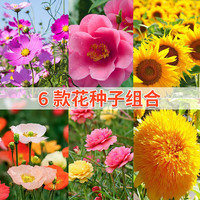 花沃里 6款花种子套装组合 四季种易活花卉种子组合太阳花凤仙花向日葵