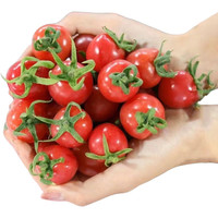 OLOEY 千禧圣女果 净重2.5斤 产地直发