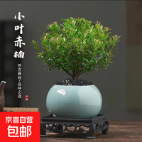 京喜 小叶赤楠盆栽室内外花卉 特A级小叶赤楠+蓝色冰裂陶瓷盆+方底座+肥料+黑沙
