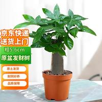 双盟 发财树 粗5-6cm 盆栽