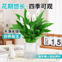 双盟 白掌 盆栽 A级白掌原盆送肥料