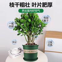  森岳 四季常绿 玉树盆栽