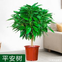 jinfeng/锦枫 室内好养 平安树盆栽
