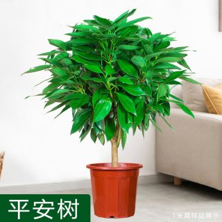  jinfeng/锦枫 平安树盆栽