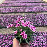  婩菊 耐寒耐热好养 欧石竹草坪花苗