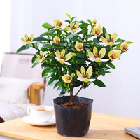  塔塔宠 浓香型 含笑花苗