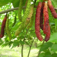  龙辰语 四季长果 台湾长果桑树苗