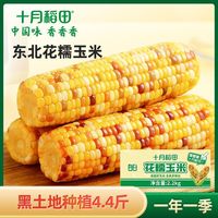 SHI YUE DAO TIAN/十月稻田 香嫩 花糯玉米