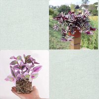  南极绿 带花苞 牡丹吊兰盆栽