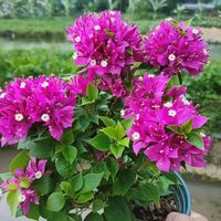  苗充充 四季开花 三角梅 营养土球 塔紫*(一颗)