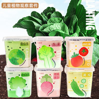 小花农 儿童果蔬植物观察种植盆栽
