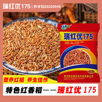  稻玉丰农业 营养丰富 红米种子