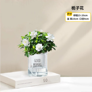 京云梦 小栀子花【口径90】+早安盆